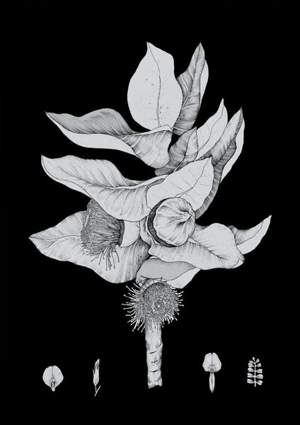 Macrocarpa (Black & White) A3 print by Edith Rewa